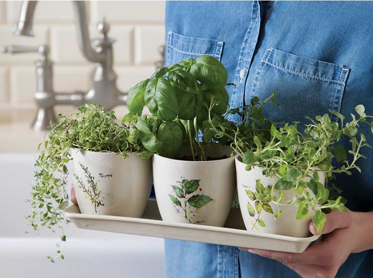 Woman carrying tray of herbs in beautiful herb pots